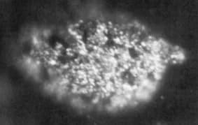 Berkelium